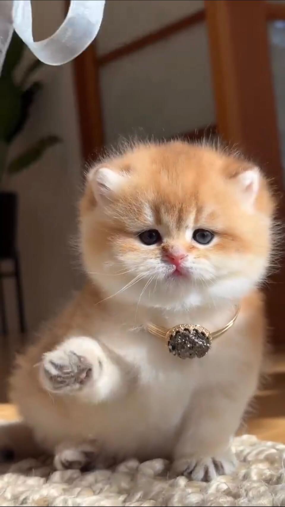 Mèo Golden 1
