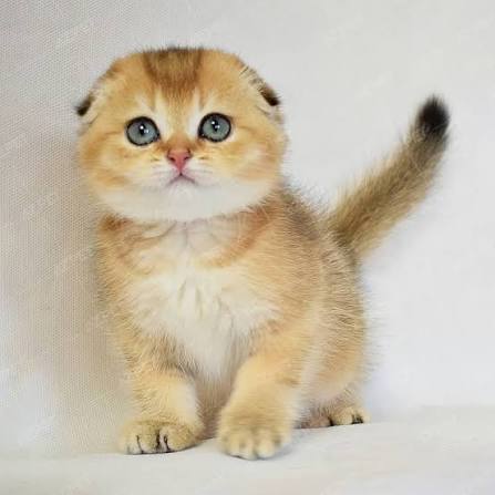 Gia đình Baozi Cat