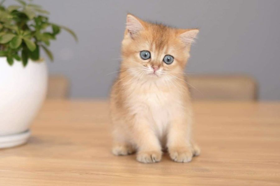 Mèo Golden 3