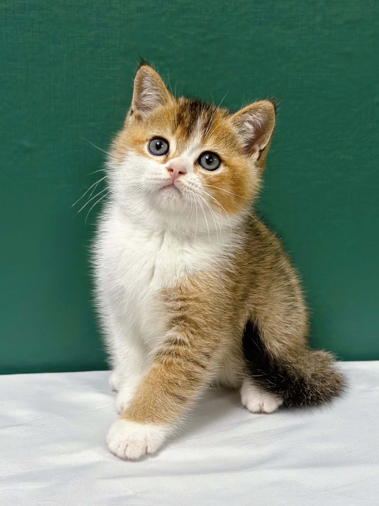 Mèo Golden 4