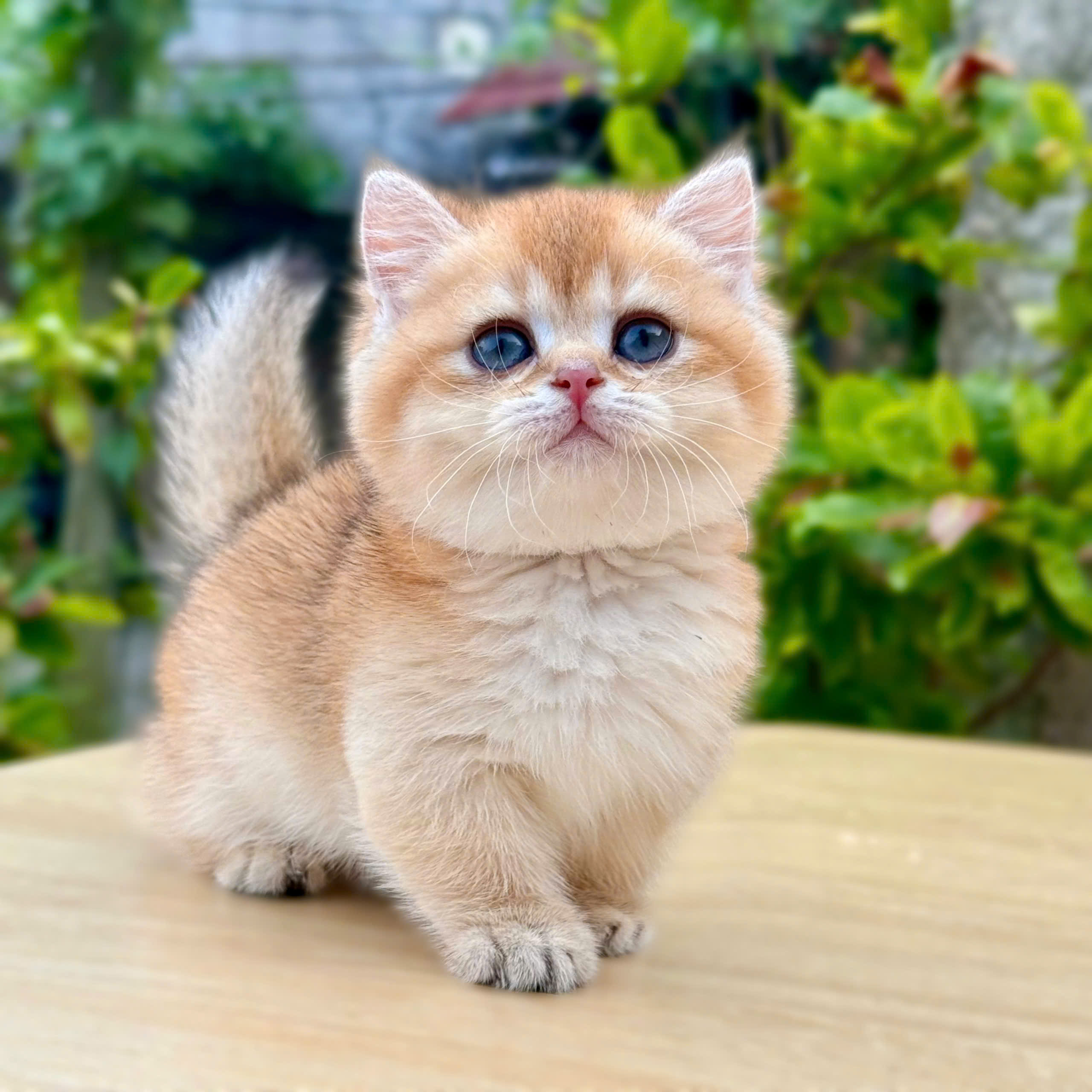 Mèo Golden 5