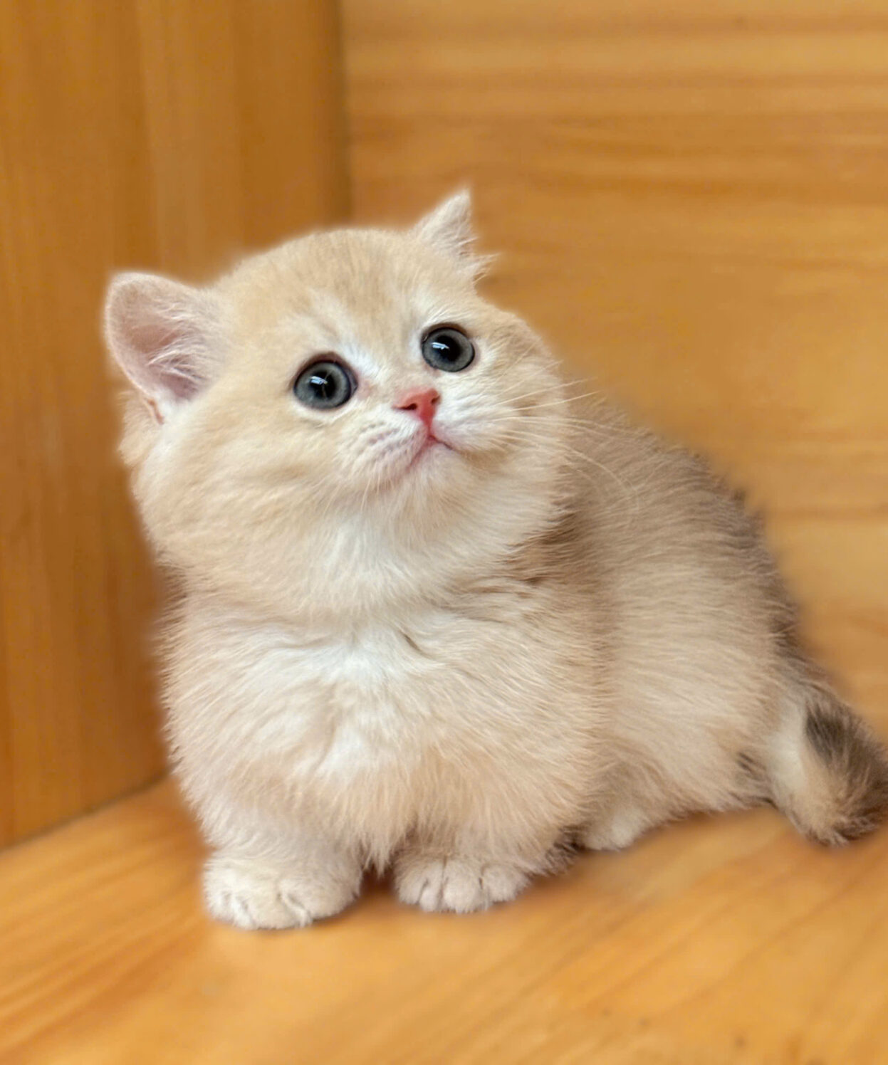 Về Baozi Cat